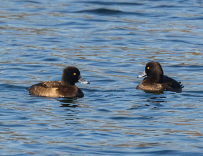 Tufted Ducks at Schinias National Park