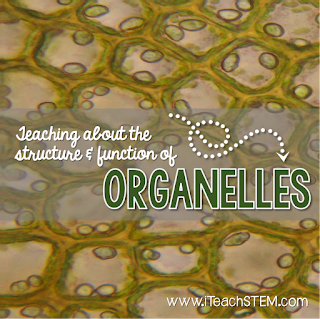 Students complete different interactive notebook templates and review sheets to help further solidify their understanding of each organelle of a cell and it's role in the plant and/or animal cell.