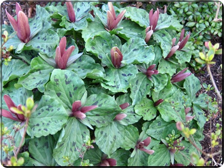 Trillium_chlorapetalum