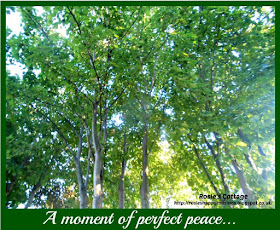 A Moment Of Perfect Peace 
