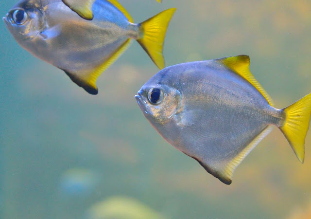 Ikan dorang laut yang sedang berenang