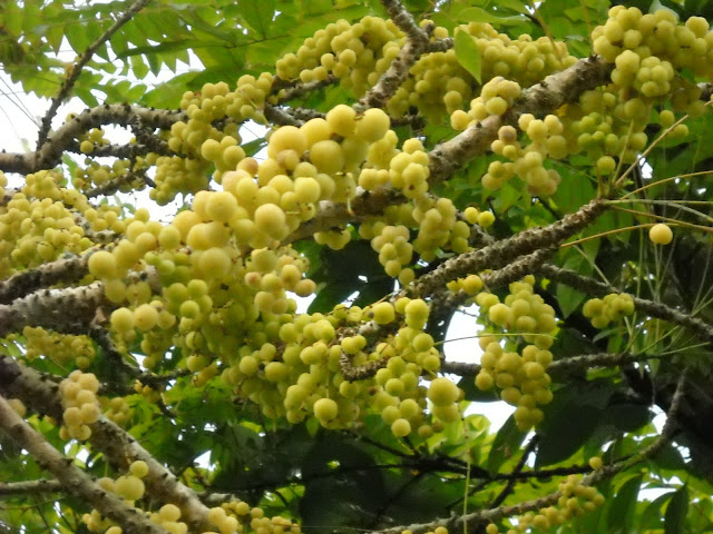 Kumpulan Gambar Buah Cermai