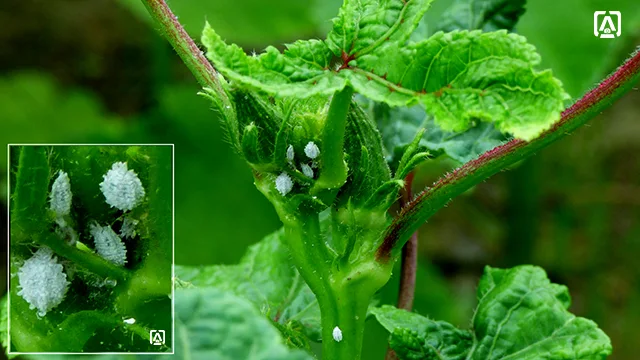 Mealybugs on okra