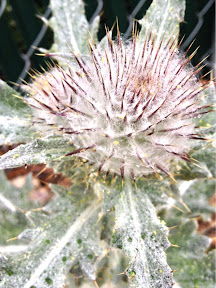 Cirsium occidentale (Cobweb Thistle)