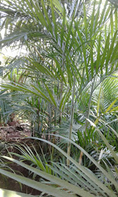 Palm komodoria