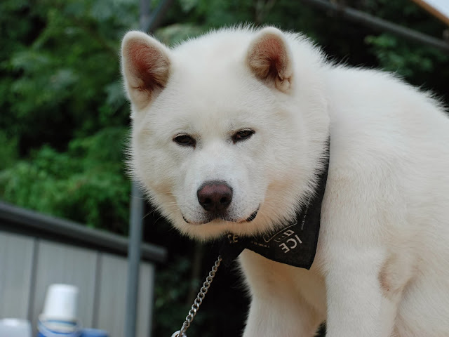 Akita hunting dog