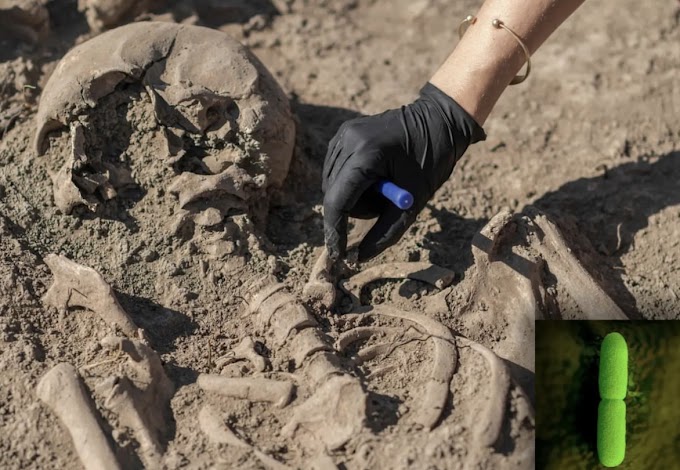 Earliest Evidence of Plague in Britain - Discovered in 4,000-Year-Old Teeth