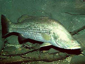 ikan siakap l calcarifer adalah sejenis ikan air masin 
