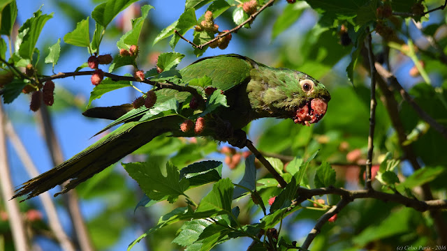 White-eyed Conure Aratinga leucophthalmus propinqua Periquitão-maracanã Calancate Ala Roja