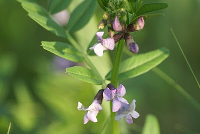 Heggenwikke - Bûnt Mûtske - Vicia sepium