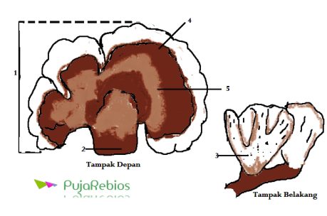 Jamur Kayu  Ganoderma applanatum 