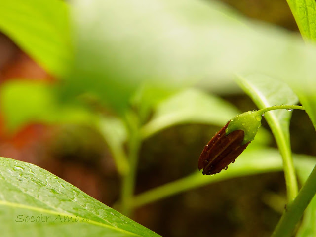 Scopolia japonica