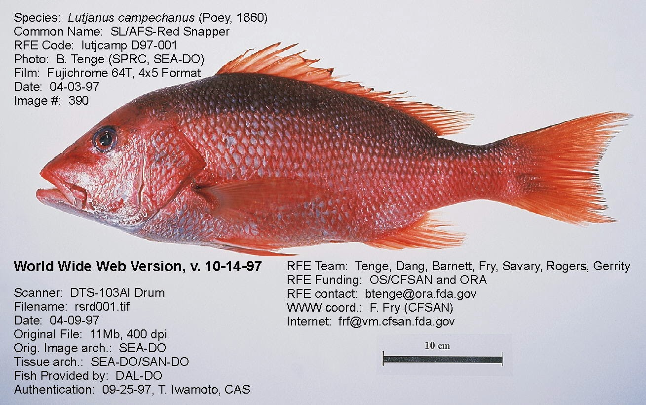 MALAYSIAN FISH HUNTER Kenali Cara cara memancing ikan  Merah 