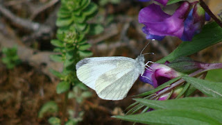 Leptidea sinapis male DSC52399