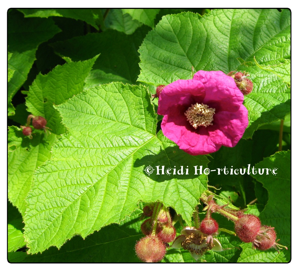 Heidi Horticulture: Plant Profile: Rubus odoratus ...