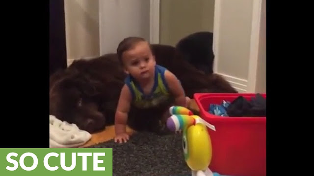 Priceless moment captured between baby and dog - WATCH VIDEO