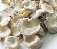 Dried Mushroom Supplier In Saputara