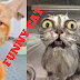 The Most Influential People In The Funny Cat Industry #funny #funnyshort...