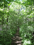 One of the many narrow and windy paths on Parc du Mont Royal (img )