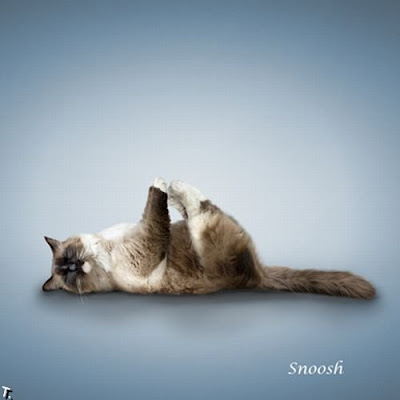 yoga with cat