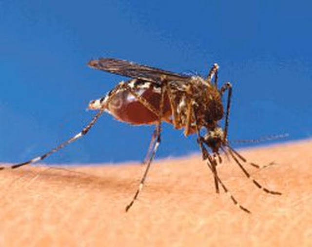 Más de un millón de criaderos de dengue eliminados en lo que va del 2023