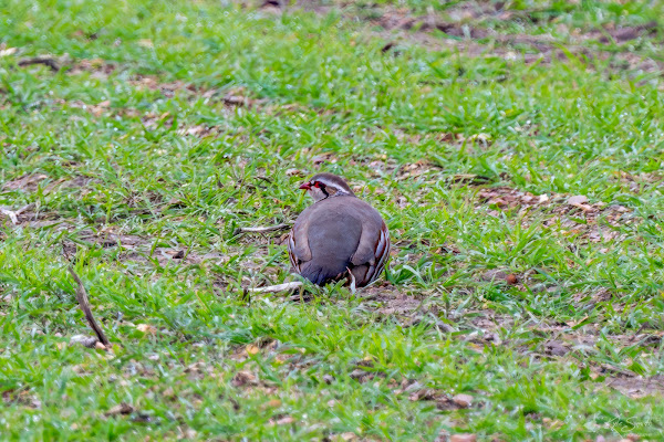 Red-legged partridge