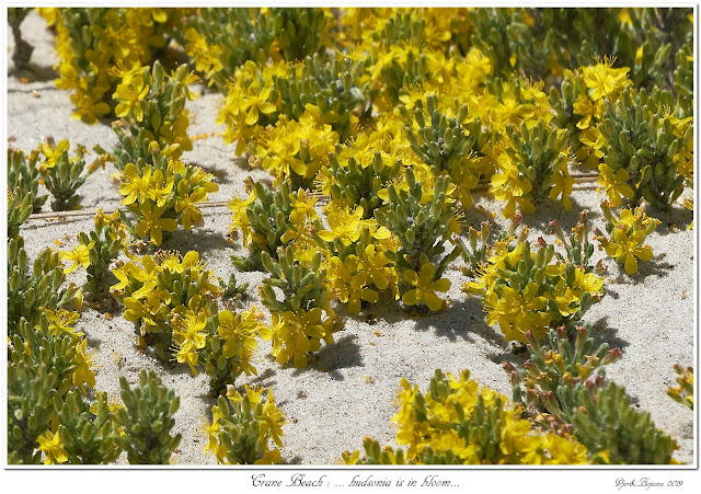 Crane Beach: ... hudsonia is in bloom...