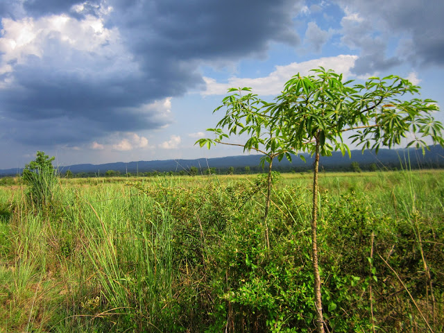 View of landscape in Jeep Safari