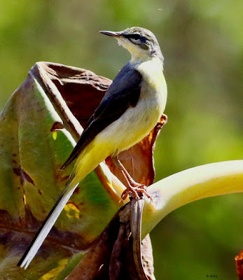 "Gray Wagtail - Motacilla cinerea, perched on a wild plant stem, displaying its unique grey plumage and graceful posture."