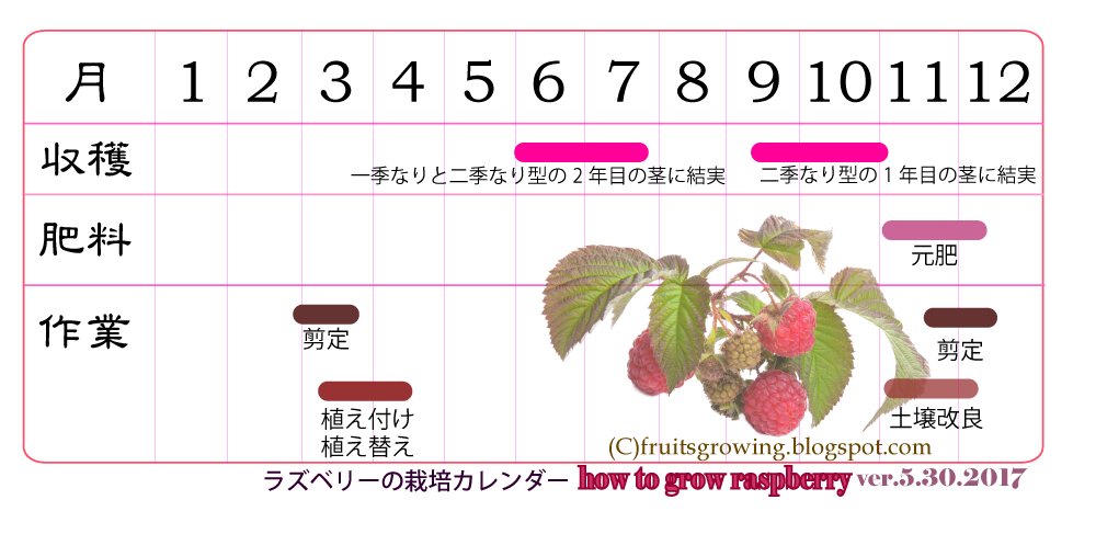 鉢植えラズベリーの育て方 おいしい鉢植え果樹の栽培育て方 自宅を果樹園に
