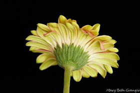 flower with black background