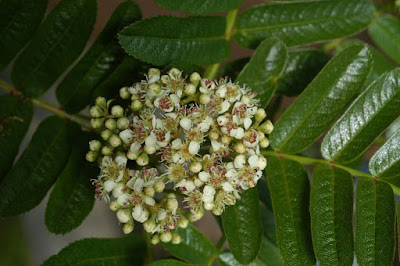 Рябина листочковая (Sorbus foliolosa)