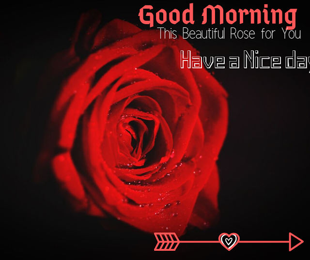  Good Morning Images with Beautiful  Red Rose