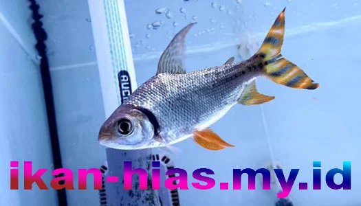 ikan hias air tawar lucu flagtail-characin