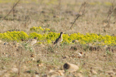 Tsjokpoat - Griel - Burhinus oedicnemus