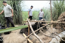 नानकमत्ता । नदी किनारे चल रही अवैध कच्ची शराब की भट्टी पर पुलिस की छापामार कारवाई ।मौके से साठ लीटर शराब, व उपकरण बरामद। 