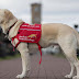 Medical Detecting Dogs