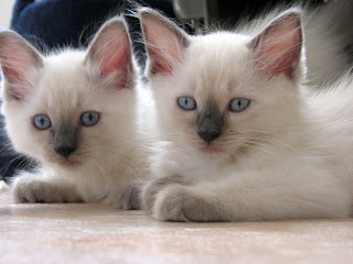 ragdoll cat species pets picture