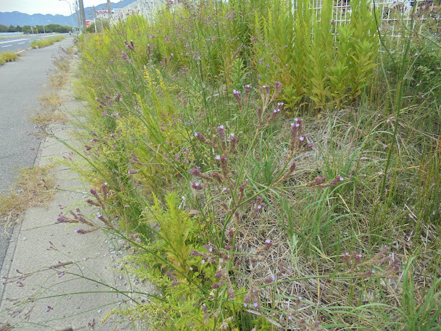 右上の端の方に夢みなと公園が見えます