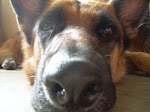 Keyser, the Studio Dog