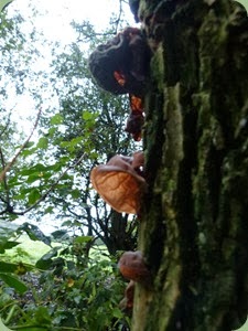 Jew's Ear Fungus, edible, but I didn't try it!