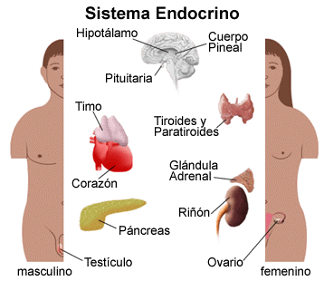 Dibujo del Sistema Endocrino del cuerpo humano (Mujer y hombre)