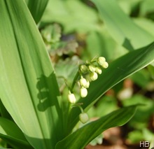 Maiglöckchen © H. Brune