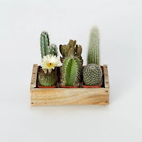 Mini Cactus para Decorar la Casa