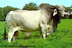Feedlot Performance Brahman Cattle
