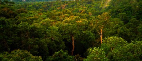 Amazon Rainforest