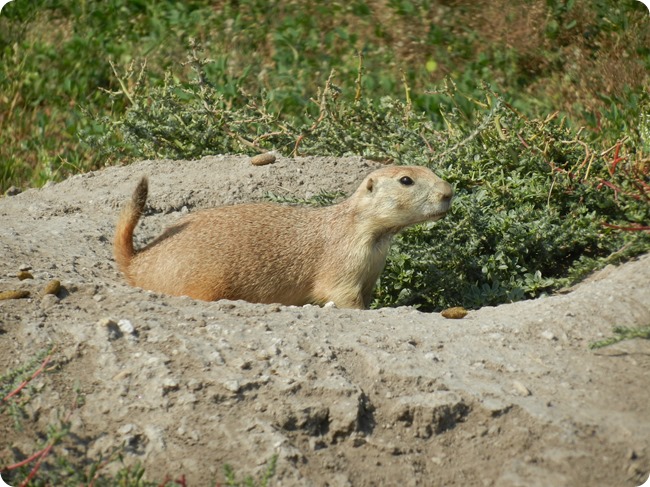 IMG_1092a Prairie Dog (6)