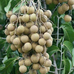 Bibit Pohon Kelengkeng Durian Sangat Mudah Cepat Berbuah