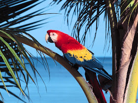 Macaw Parrot Wallpapers