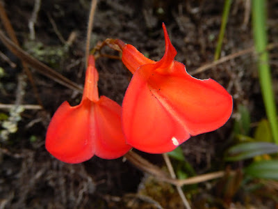 Masdevallia racemosa care and culture